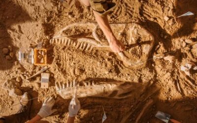 Osteosarcoma Discovered in a 77-Million-Year-Old Dinosaur Bone