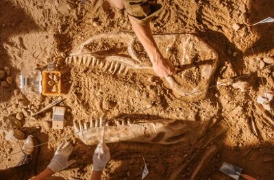 Osteosarcoma Discovered in a 77-Million-Year-Old Dinosaur Bone
