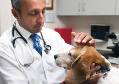 Osteosarcoma in Dogs Could Hold Answers for Human Patients