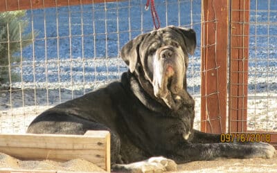 Losing a Beloved Mastiff to Canine Osteosarcoma