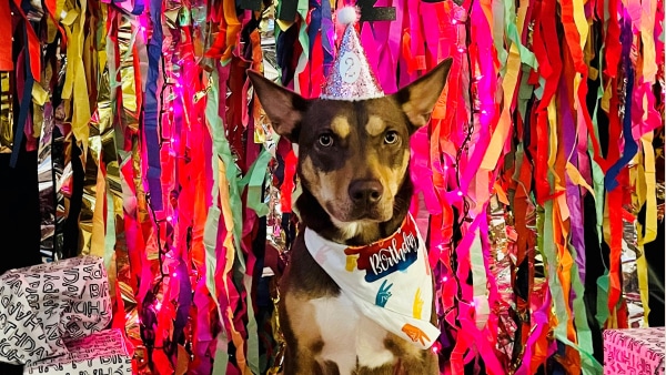 Good doggy wearing a birthday hat and scarf